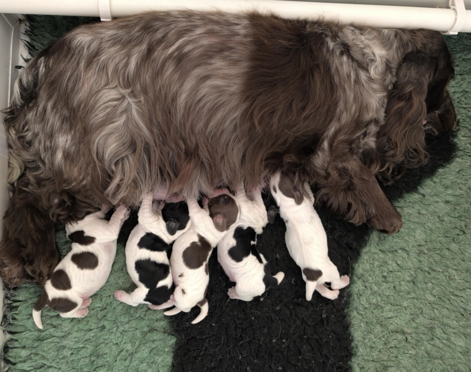 5 fede hvalpe ligger trygt og godt hos deres mor.